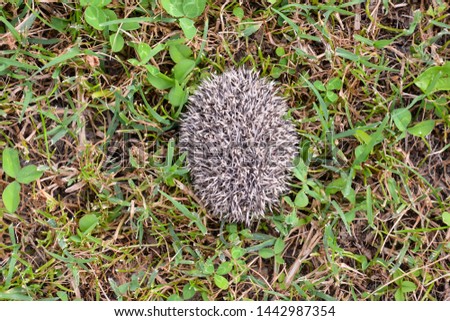Photo Picture of an European Hedgehog Mammal Animal