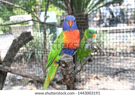 A colorful parrot sitting on the branch posing for a picture