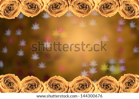beautiful dry white rose frame on blur maple leaves bokeh background