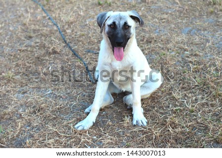 6 month old kangal dog Royalty-Free Stock Photo #1443007013