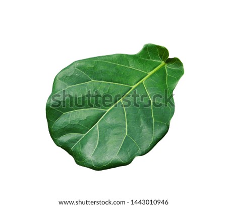 Isolated tropical green leaf on white background for creative advertising compositing design use.
