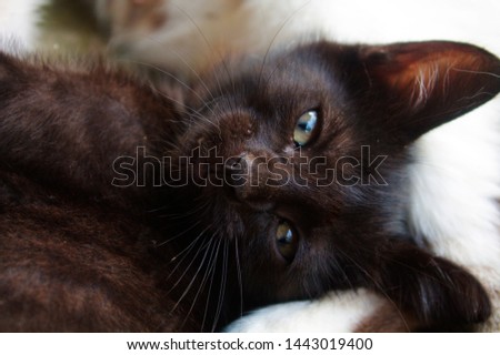 black and cute kitty with beautiful eyes, pets and animals, animal backgrounds