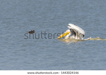 Pelican Flying by at nata birds sanctuary in botswana, africa