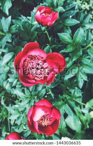 Red peonies on a background of green leaves, top view, close-up