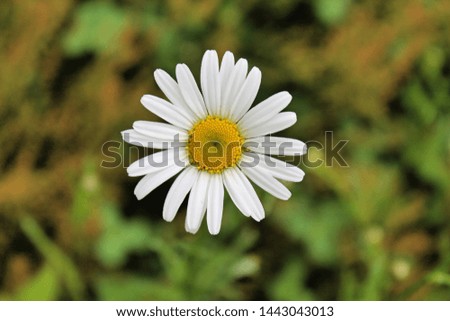 Closeup of a beautiful oxeye daisy on blurry background