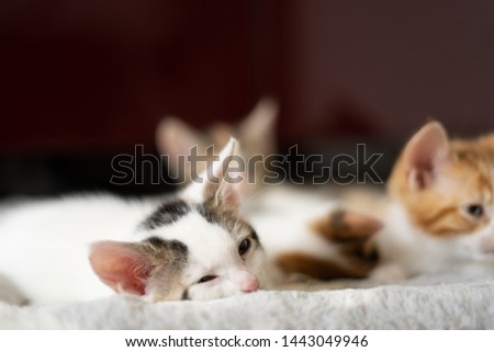 Cute Little Kitten sleeping against mother cat colorful on blanket