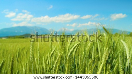 CLOSE UP, DOF: Scenic close up view of a large green field of growing wheat swaying in the fertile Slovenian countryside. Lush field of wheat grown by organic farmers moving in the subtle wind.