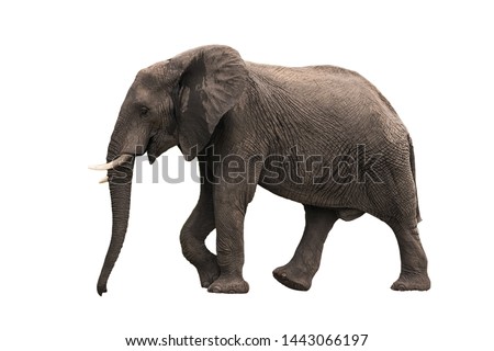 Beautiful walking elephant isolated on white background (profile view)