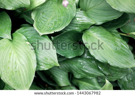 big wet green leafs background