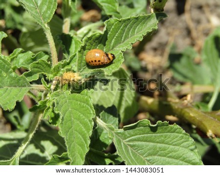 Orange beetle larva of the species Leptinotarsa ​​decemlineata