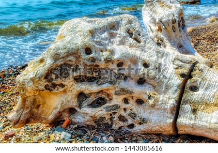 Old tree stump located at beach with beautiful texture washed by sea water.