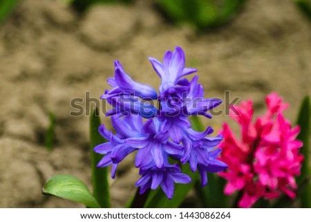 Hyacinth. Beautiful colorful purple pink hyacinth flowers in the park.