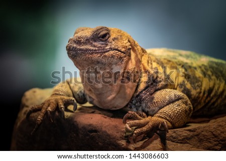 Mexican Beaded Lizard (Heloderma horridum) portrait Royalty-Free Stock Photo #1443086603