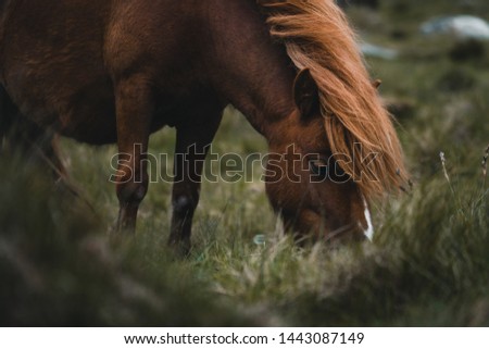A welsh horse grazing on the grasslands surrounding Cwm Idwal, Snowdonia.