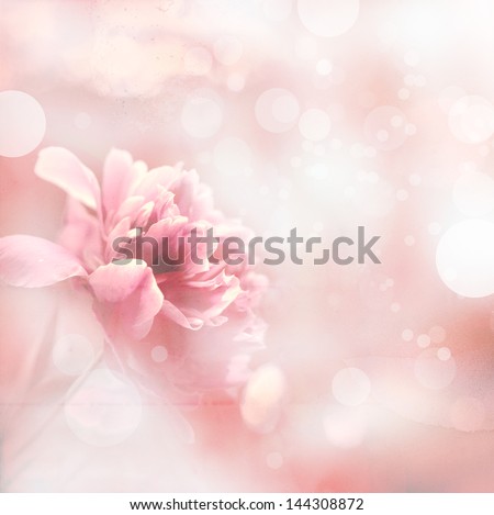  Beautiful peony flowers in sun blure and light rays with colored filters