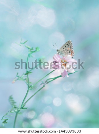 Beauty of nature. Gentle natural background in green pastel colors with a soft focus of emerald shades and one butterfly in the sunrise with bokeh. Beautiful spring - summer meadow, inspiration nature