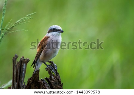Red-backed Shrike isolated in natural background in Kruger National park, South Africa ; Specie Lanius collurio family of Laniidae