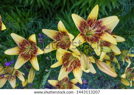 Bright Lily flowers on the flower bed