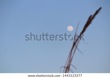 full moon in blue sky shot from a low angle in the evening just before night with blurred grass and plants in the foreground. Hope concept