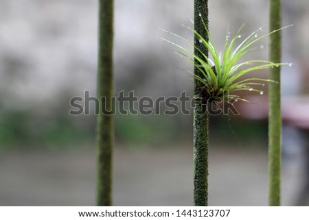 Planta verde crescendo na barra de ferro Royalty-Free Stock Photo #1443123707
