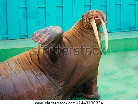 Walruses /Animal that live in the cold 