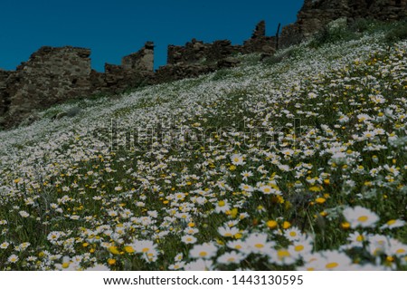 
Ancient greek village in Karaburun looks beautiful with daisies in spring