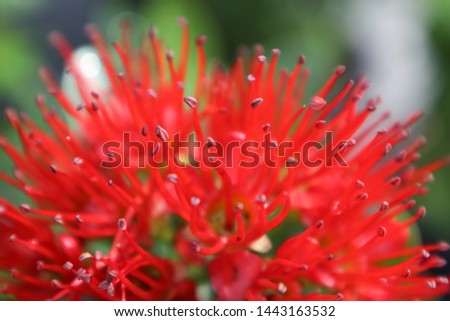 Red Flowers Flower after rain Flower