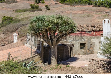 Teno Alto Mountains. Typical village with old Houses. Green hills covered with heather and laurels. Cactus, blue agave and giant Dragon tree in the country yard. Tenerife, Spain.