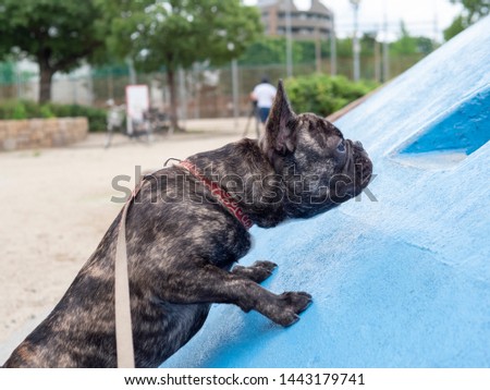 Small black dog try to climb the concrete hill at the playground in a city , Brindle French bulldog playing at the park , dog at outside concept