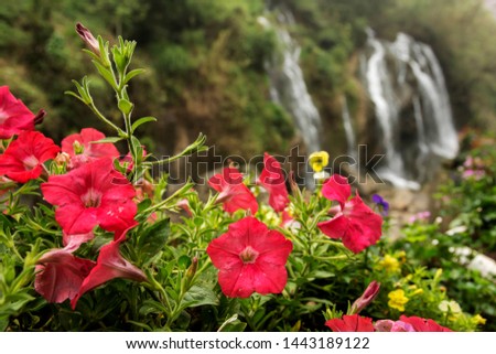 Cat Cat waterfall : beautiful red flower and waterfall in Sapa, Vietnam