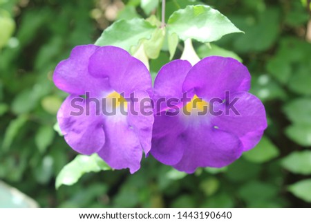 Purple flowers (Bush Clock Vine) bloom on the tree with green background.