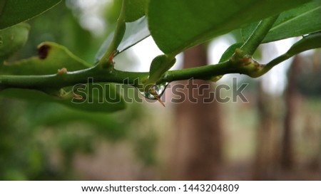 Thorn and Leaves of Lemon tree random macro closeup shot