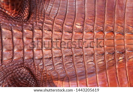 Closed up of crocodiles skin in red               