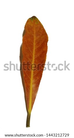 brown leaf on white background