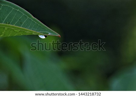 A waterdrop on green leaf  after raining natural background.