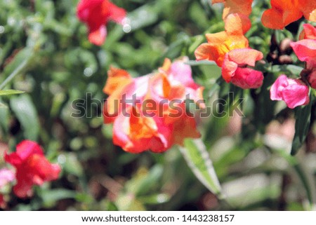 Bright colorful snapdragon flower blossoms blooming and growing in green garden. 