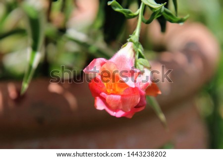 Bright colorful snapdragon flower blossoms blooming and growing in green garden. 