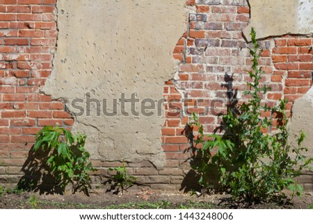 Grungy old distressed cement-covered wall background texture with exposed red clay bricks showing deterioration and erosion