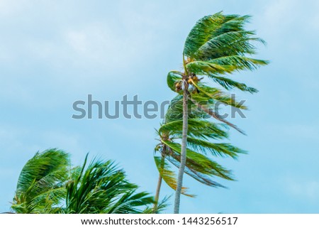 Coconut trees by the beach
