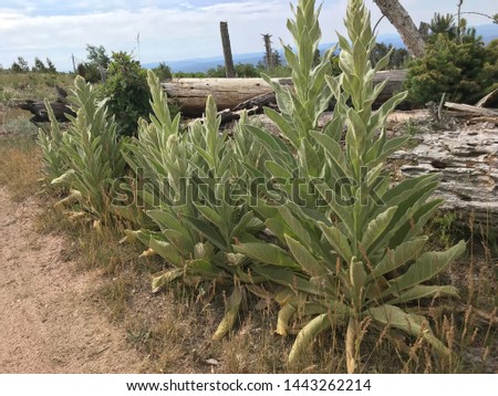 a row of Verbascum thapsus plants 4682