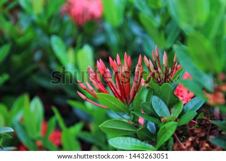 beautiful spike flower and green leaves natural background.