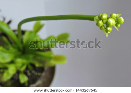 A close-up of opening venus flytrap buds, leaves and traps, white background