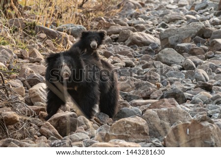 This image of Sloth Bear is taken at Ranthambore National Park in Rajasthan,India.