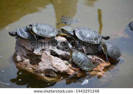 United turtles  are resting with their families in the water in a sunny day. 