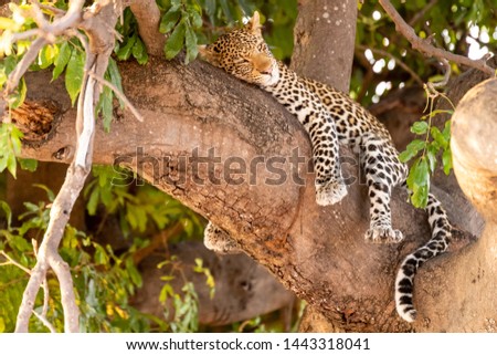 Female leopard sitting on a tree relaxing in Botswana in Chobe, Africa