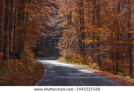 A winding road curves through autumn trees in Carpathian mountains