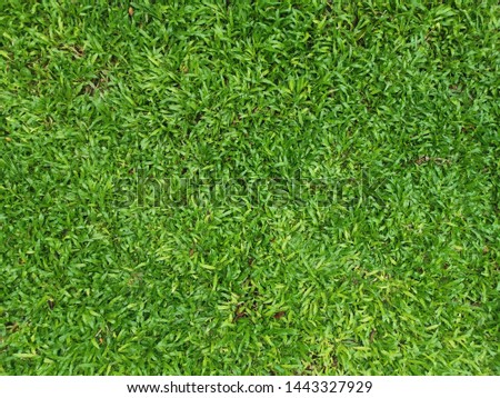 Texture of a green grass.