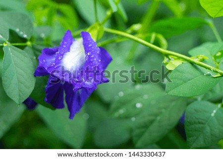 Close up at butterfly pea flower (Clitoria ternatea) with water drops in garden.Selective focus. 