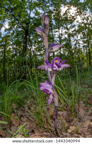 Violet bird's-nest orchid (Limodorum abortivum), wild orchid macro, Piedmont, Italy 