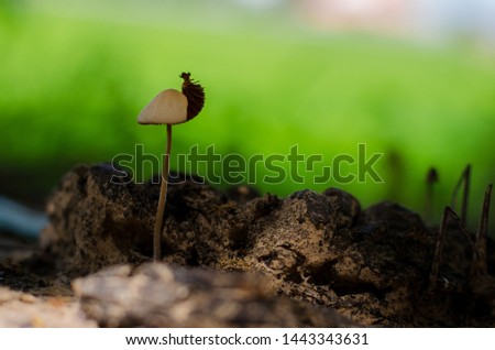 Mushroom caused by buffalo droppings. Background is green and picture is selective focus style.